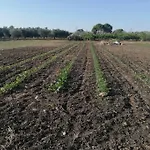 Masseria Bosco Colombo *